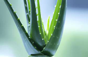 The Soothing Properties of Aloe Vera in Skincare