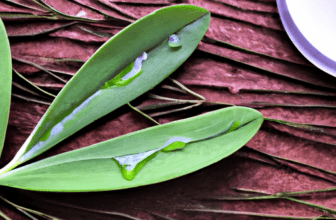 The Role of Tea Tree Oil in Skincare