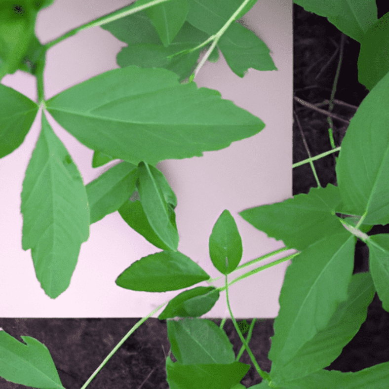 Treating Poison Ivy Rash: Effective Remedies and Tips